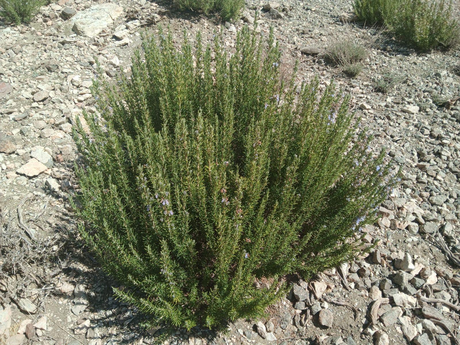 Wild rosemary