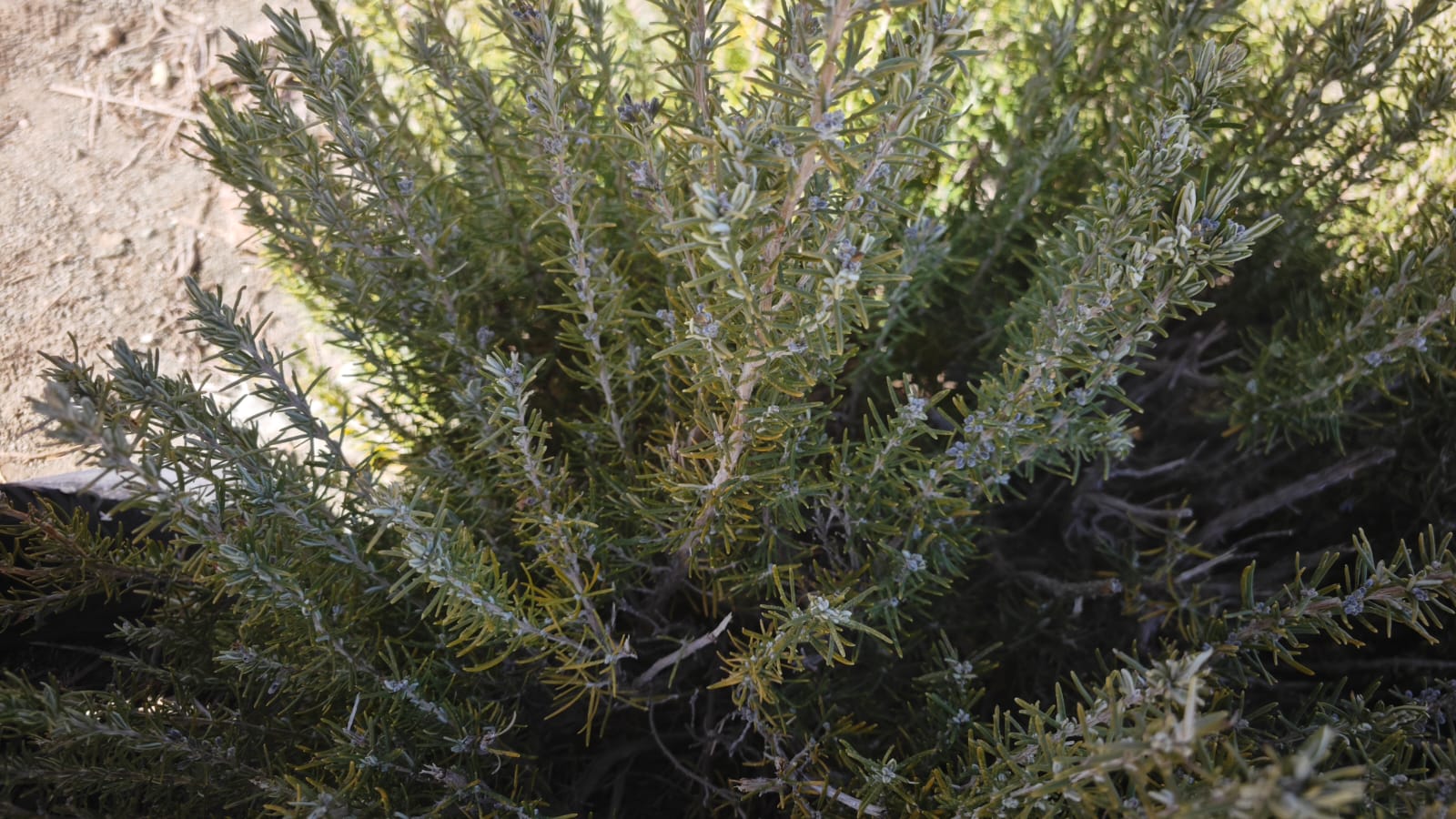 Wild rosemary