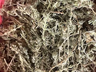 Dried Thyme